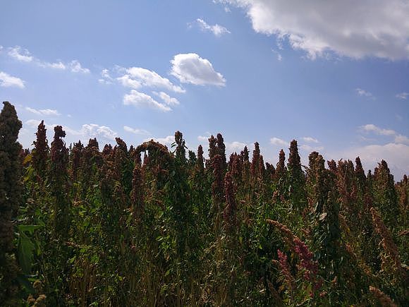 甘肃省天祝县高原藜麦