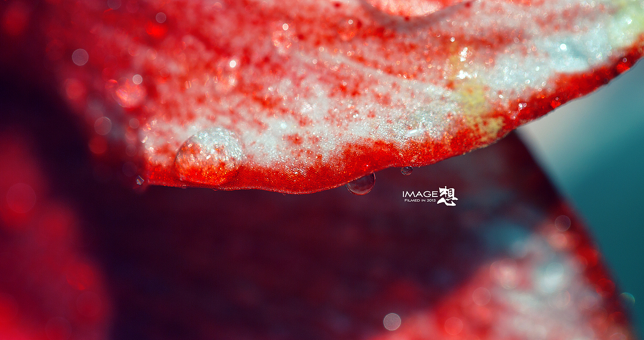 《冬天里的花儿》_想·享摄影