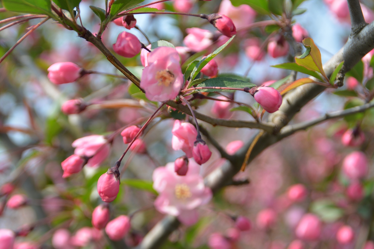 青岛 樱花（图ZNzY3NDM4ODg=） - 风光摄影 - 站酷设计师臧无极原创素材 - 站酷ZCOOL