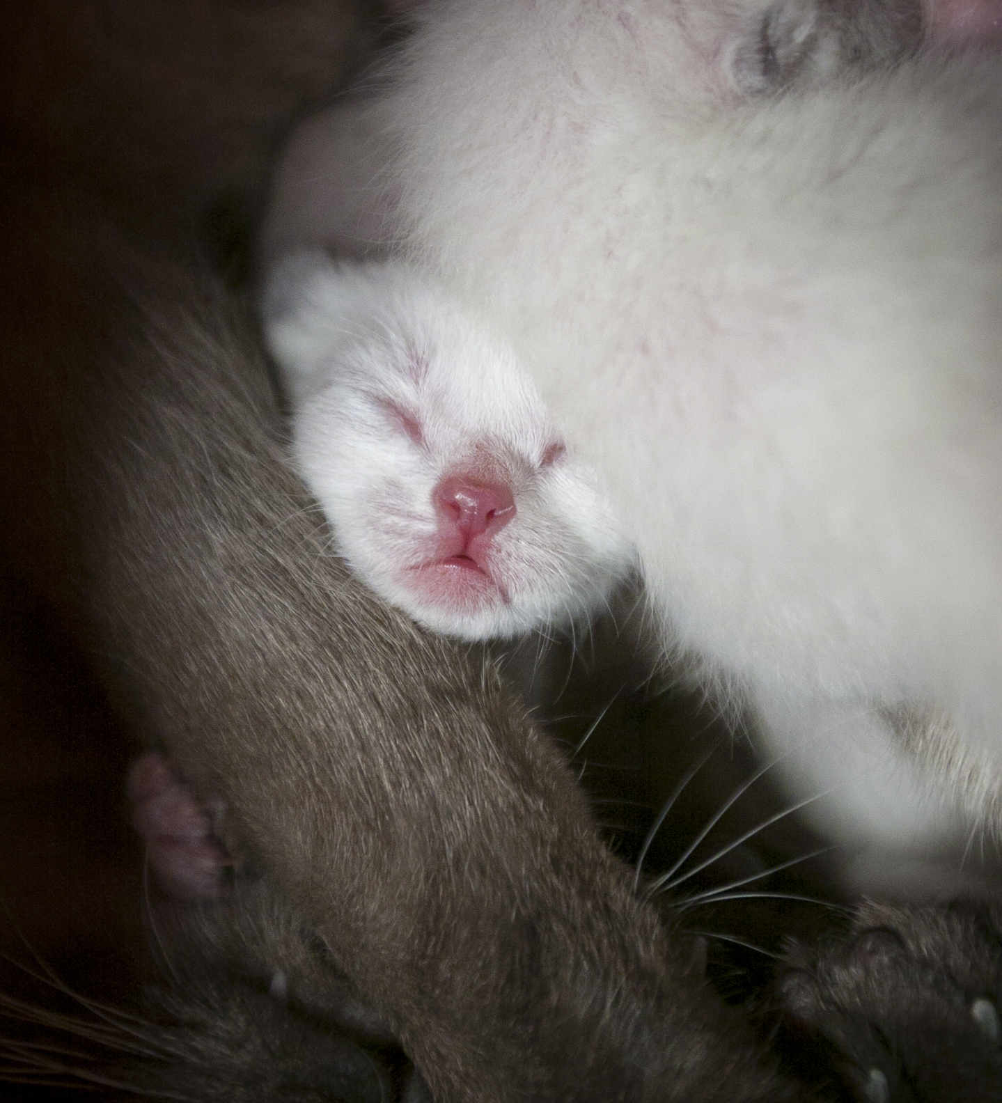 刚出生的小猫的样子图片