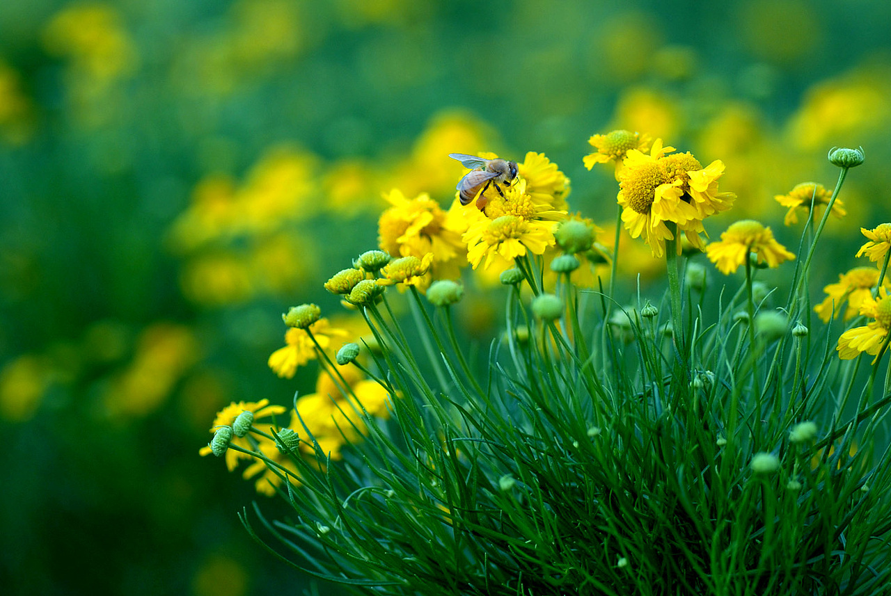 野菊花采蜜的蜜蜂