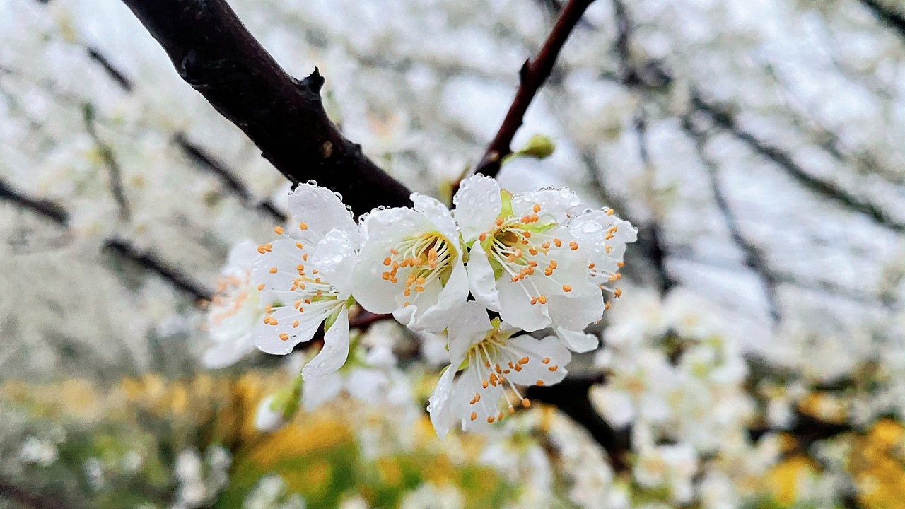 沾衣欲湿杏花雨 吹面不寒杨柳风（图ZMjQ1NDg1MjYw） - 风光摄影 - 站酷设计师银河刁民原创素材 - 站酷ZCOOL