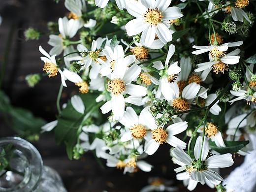 野菊花（個人主頁-ZMzQzNDg5MzY=） - 產(chǎn)品攝影 - 站酷設(shè)計師Jing91899原創(chuàng)素材 - 站酷ZCOOL