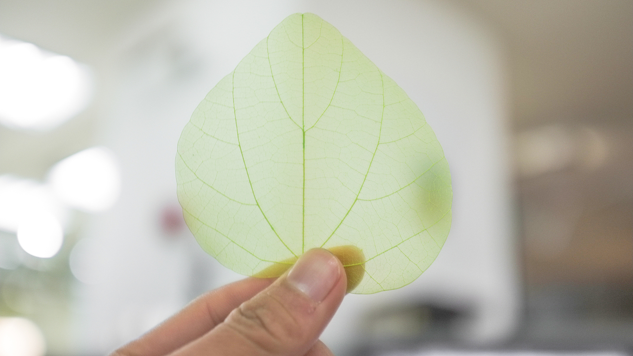 《叶碎落》TOM逐梦香格里拉——小叶子（图ZMTE4MDMyNzI=） - 产品摄影 - 站酷设计师MrKoki原创素材 - 站酷ZCOOL