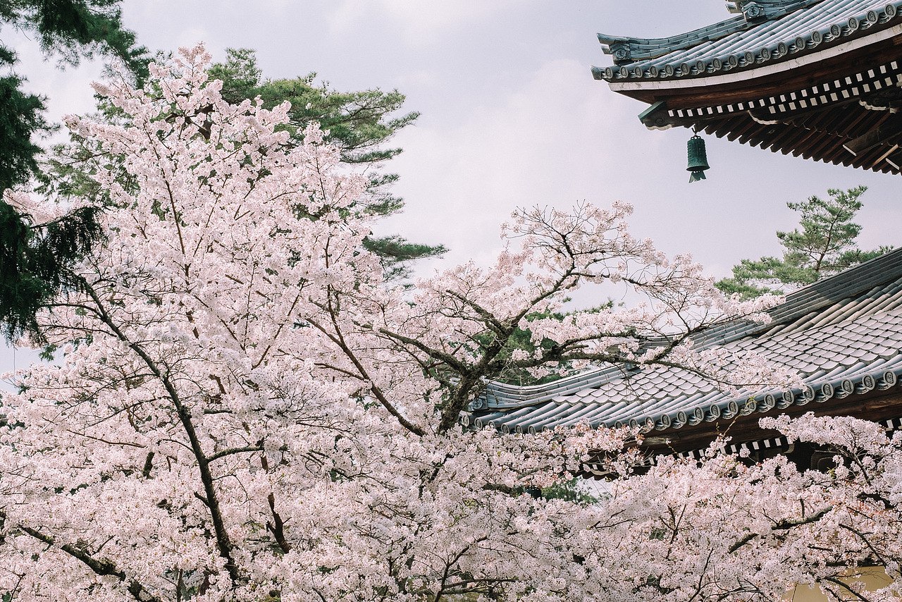 好想去日本看樱花向阳花爱嗑瓜子·3年前