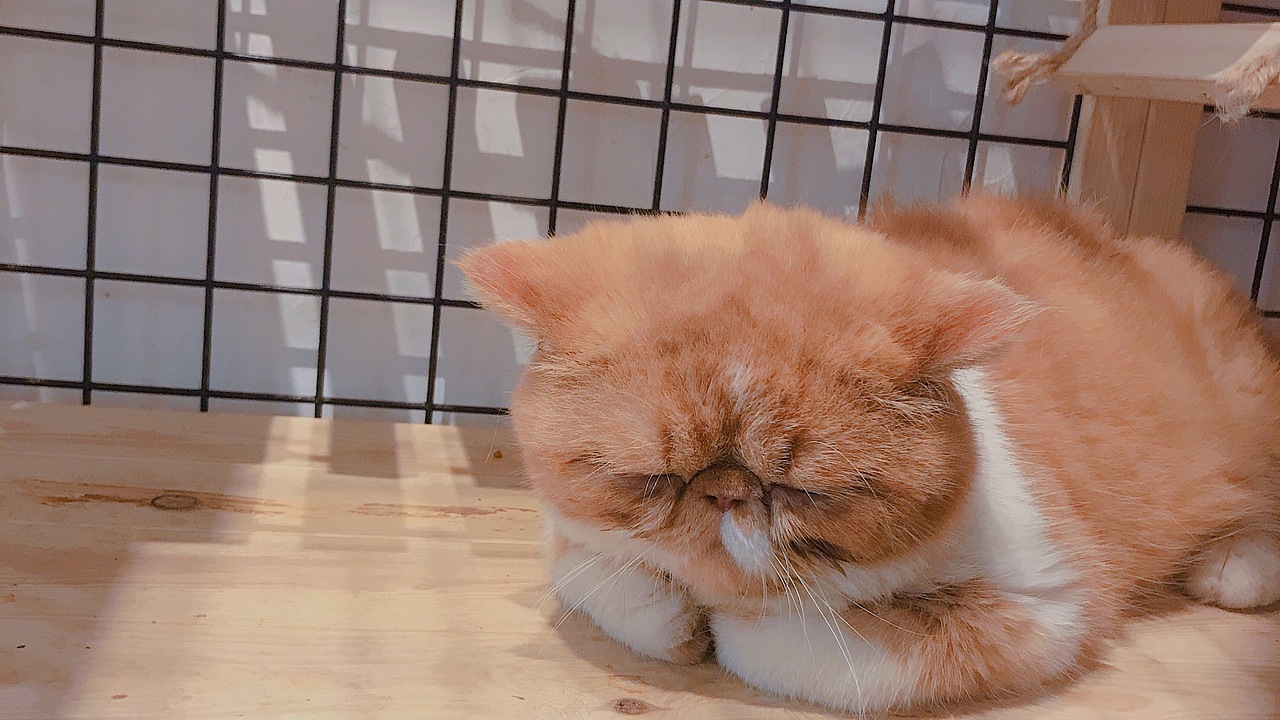 🐈（图ZMTU3MDk0OTgw） - 宠物摄影 - 站酷设计师璐昊然原创素材 - 站酷ZCOOL