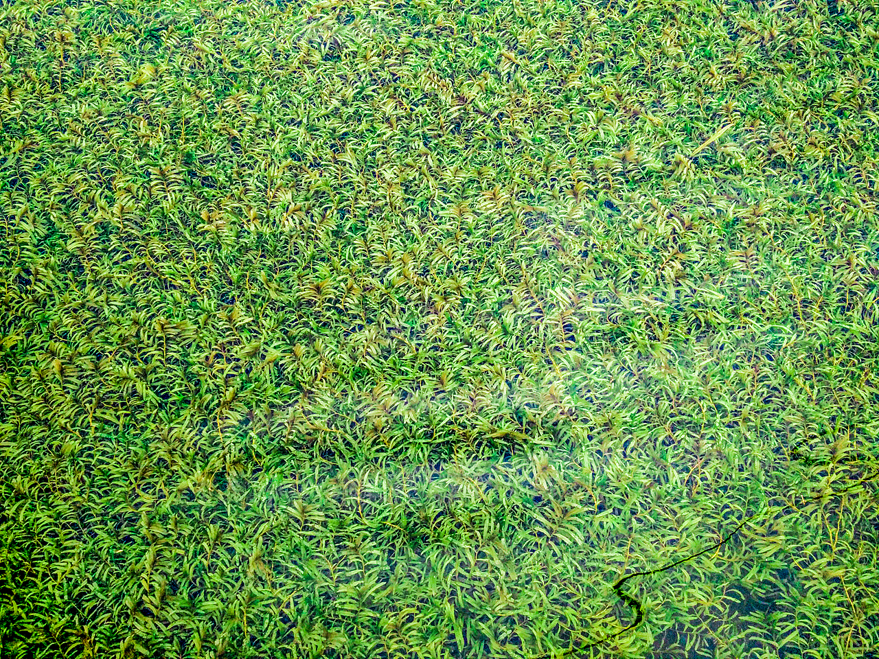 Green in the water（图ZODUwODA0NDA=） - 风光摄影 - 站酷设计师symmails原创素材 - 站酷ZCOOL