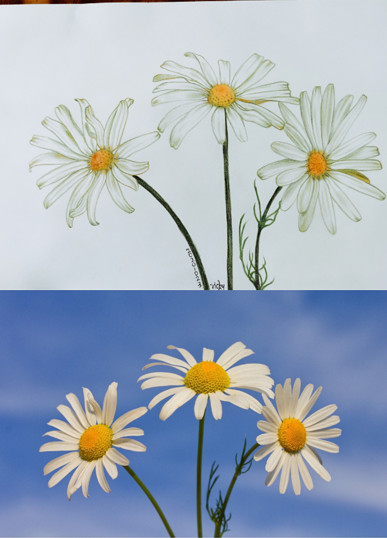 小雏菊|纯艺术|绘画|vickyzh3 - 临摹作品 - 站酷 (zcool)