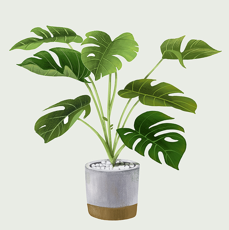 商插学习第一阶段——动植物