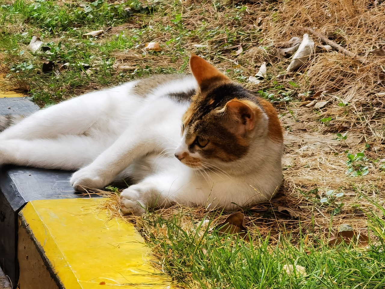 园区的猫猫（图ZMjc4MTc0NjEy） - 宠物摄影 - 站酷设计师潇涵nibaba原创素材 - 站酷ZCOOL