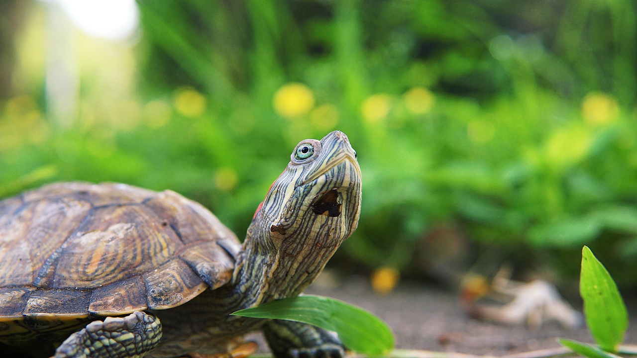 龟|摄影|宠物摄影|白日梦想家2012_原创作品-站酷zcool