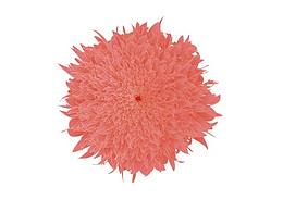 送你一朵小红花