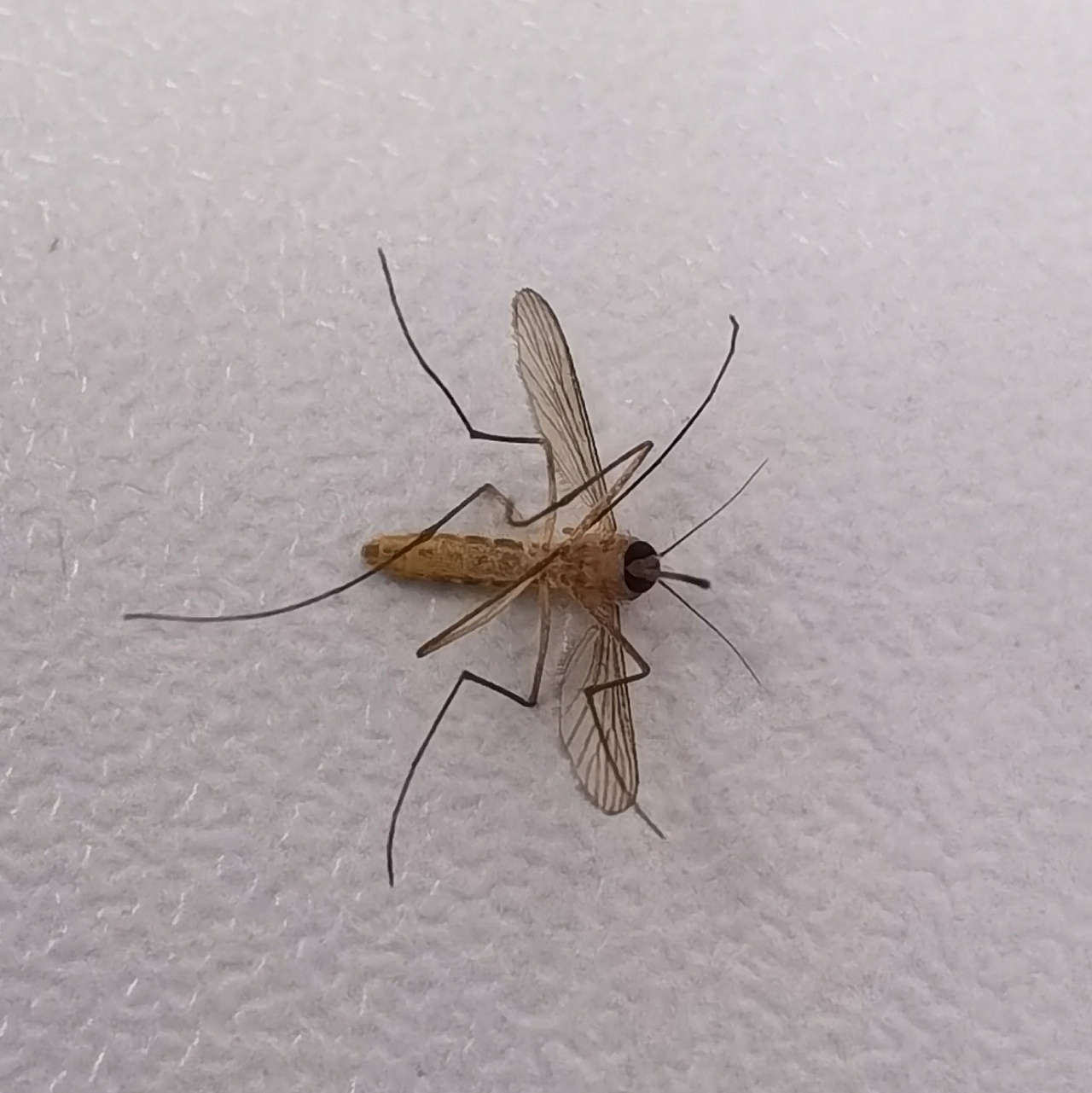 偶尔拍到的微世界～|摄影|宠物摄影|小蚊子abby - 原创作品 - 站酷