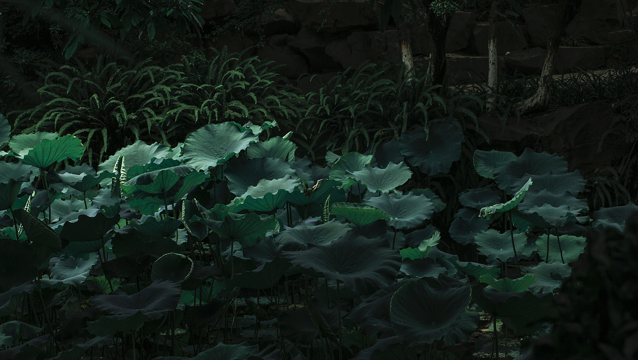 老年人的日常——周末-公园-荷塘（图ZMjYzMDAwMzAw） - 风光摄影 - 站酷设计师是叉叉吖原创素材 - 站酷ZCOOL