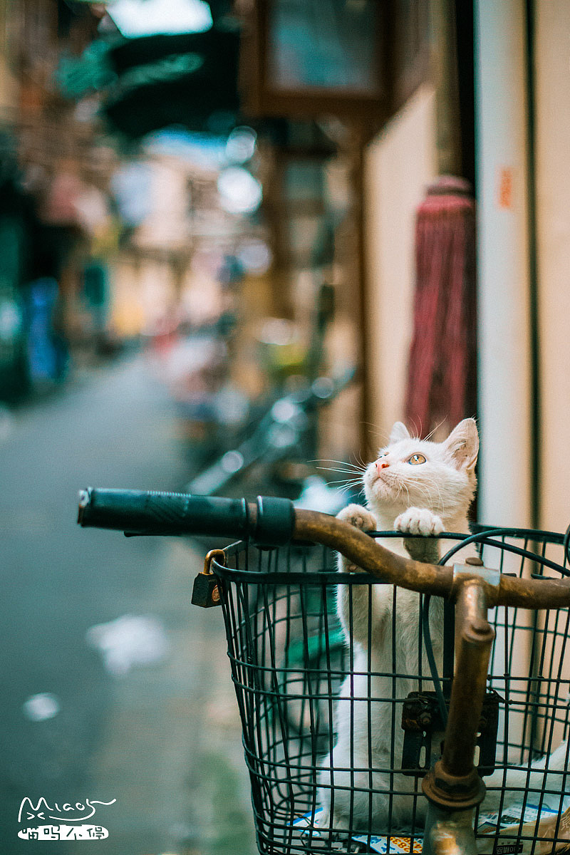 子曰:天将降大肉于斯喵也,必先做好准备~