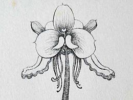 黑白。蘭花。物。動(dòng)物