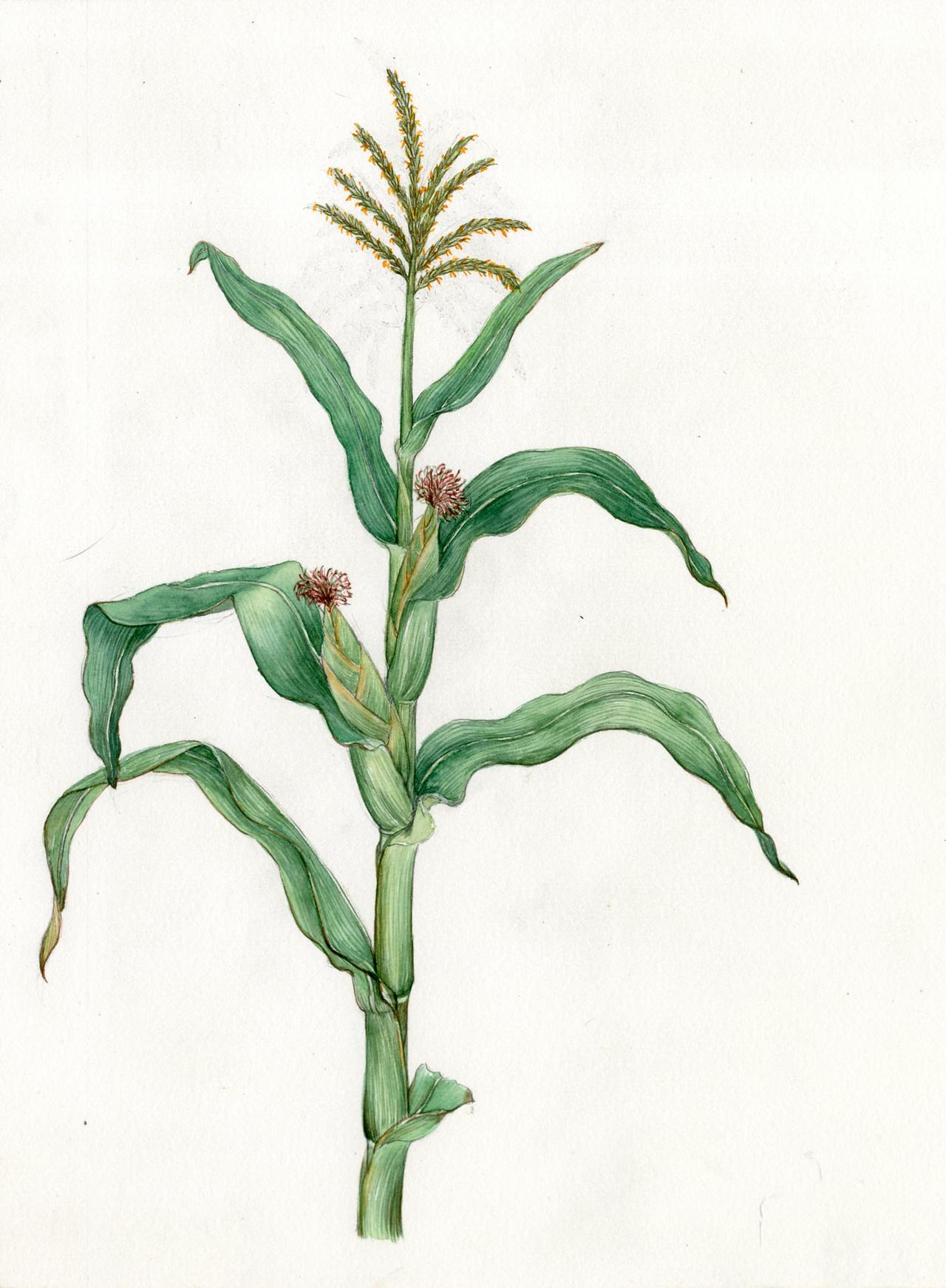 玉米 手绘科普插图