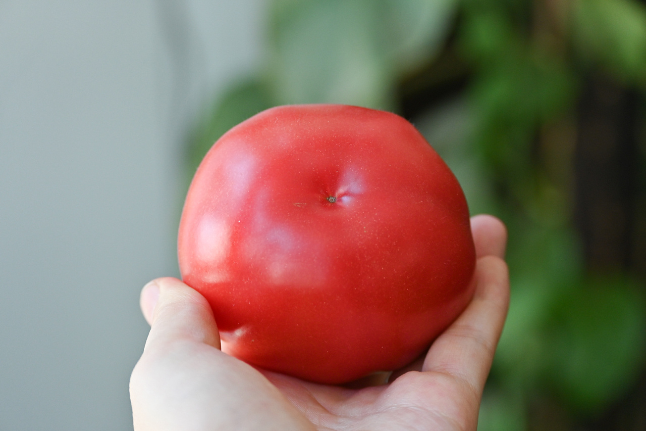 普罗旺斯西红柿|摄影|产品摄影|李小肉不吃肉 - 原创作品 - 站酷 (ZCOOL)