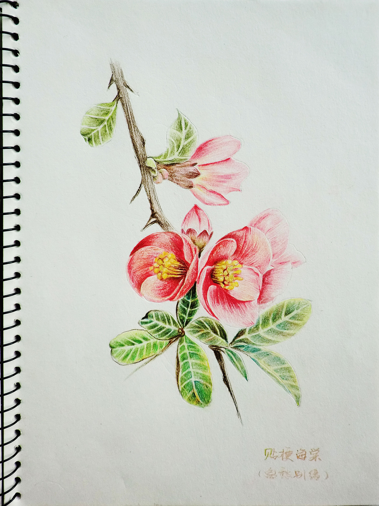 彩色铅笔手绘画花3