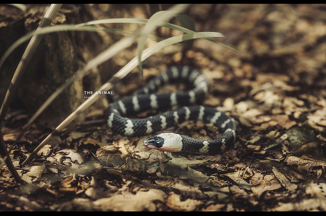 动物世界（图ZMjMyNjQ3Mjcy） - 人物/生物 - 站酷设计师over番茄酱原创素材 - 站酷ZCOOL