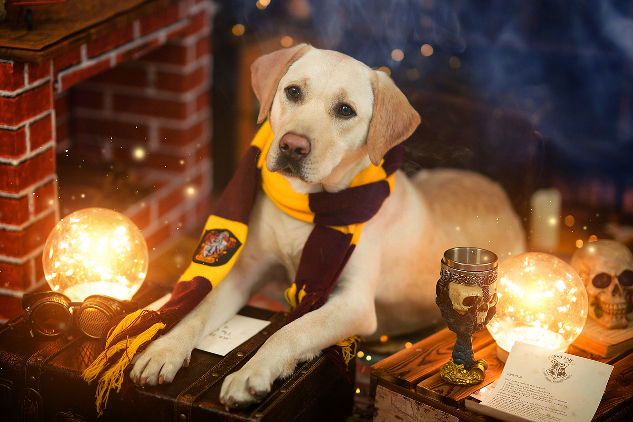 拉布拉多合集——宠爱拾光宠物摄影