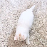 _Dipper的头像