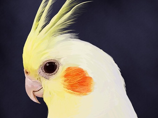 板绘写实-玄凤鹦鹉