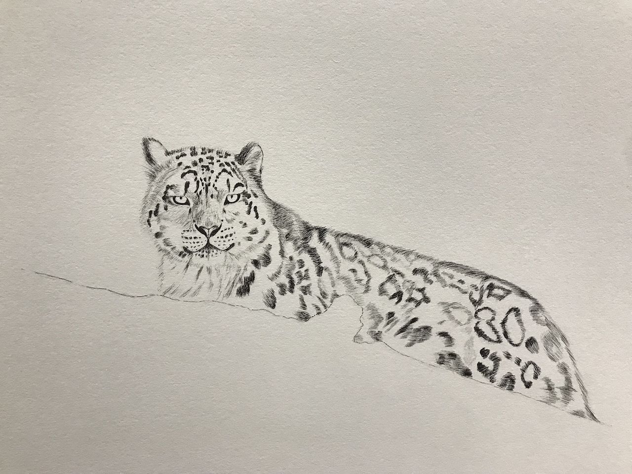 雪豹|纯艺术|绘画|柳粽圆 - 原创作品 - 站酷 (zcool)
