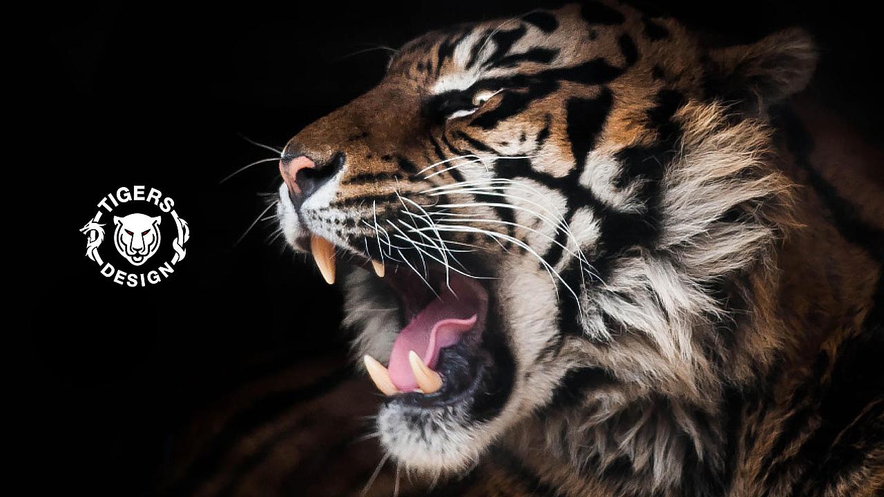 tigers2020全新形象 —— 卧虎藏龙