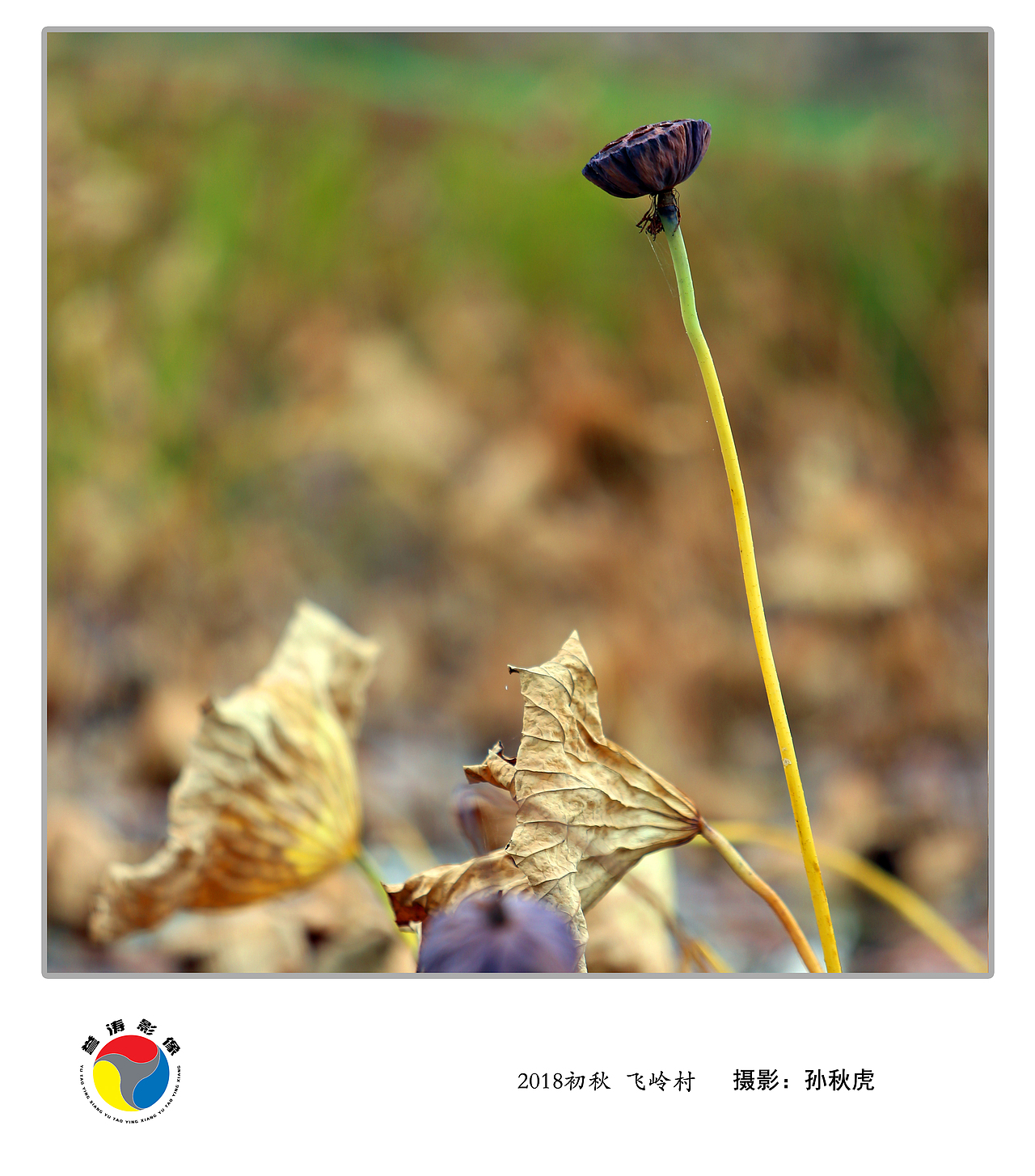 2018秋荷 山西 临汾 安泽