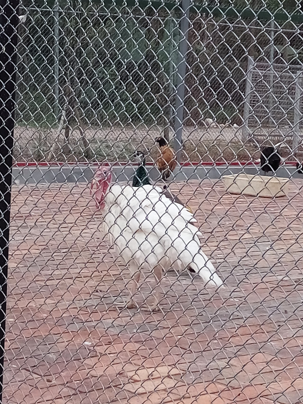 十里莲江（图ZMTM2MzM1MTIw） - 产品摄影 - 站酷设计师嘟嘟2019原创素材 - 站酷ZCOOL