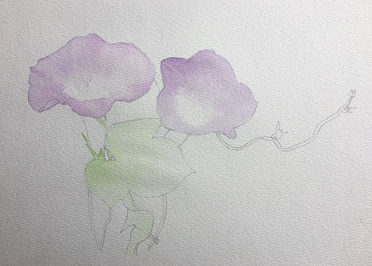 牵牛花水彩花卉作品信息创作时间2019/03/31