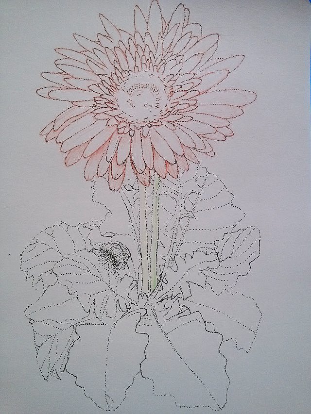 随手画——非洲菊
