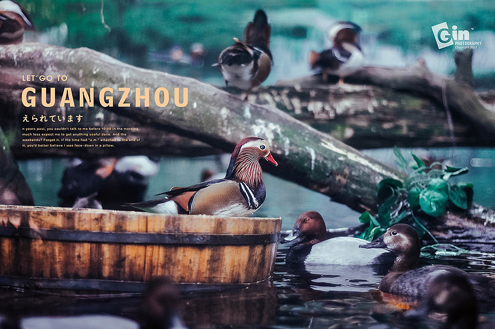 拍照 | 广州百万葵园、（图ZMTAyMzU0NjUy） - 风光摄影 - 站酷设计师琴酒小筑原创素材 - 站酷ZCOOL