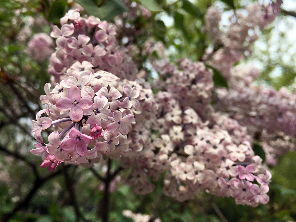 在这个美好的季节,大家在胡同里进行一场与文字的“约会”