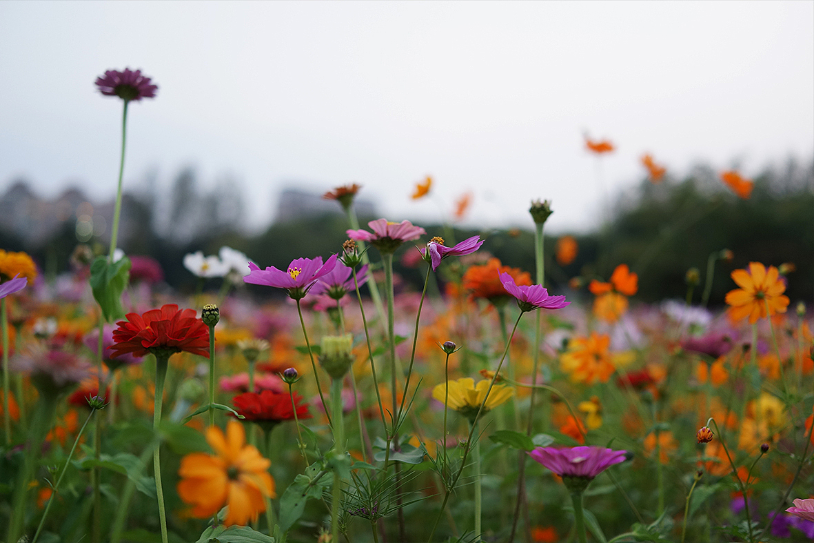 小黑卡日志-十月 秋の花语