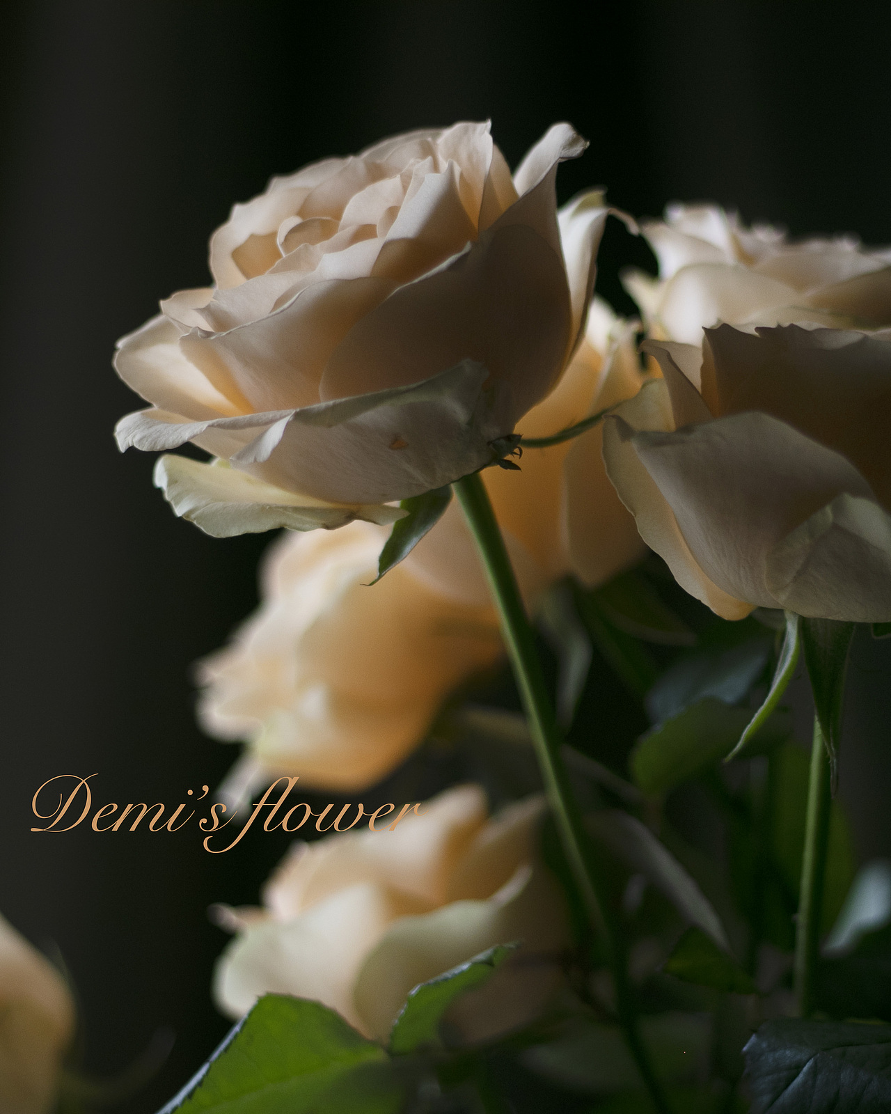 生活之美:一束玫瑰