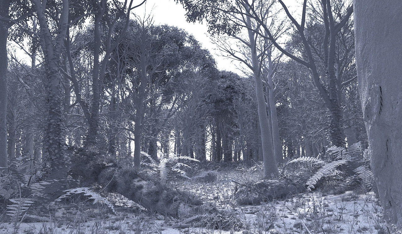 C4D 写实森林OC渲染(图ZMTIxNTQ4NTAw) - 场景 - 站酷设计师Rucker_点原视觉原创素材 - 站酷ZCOOL