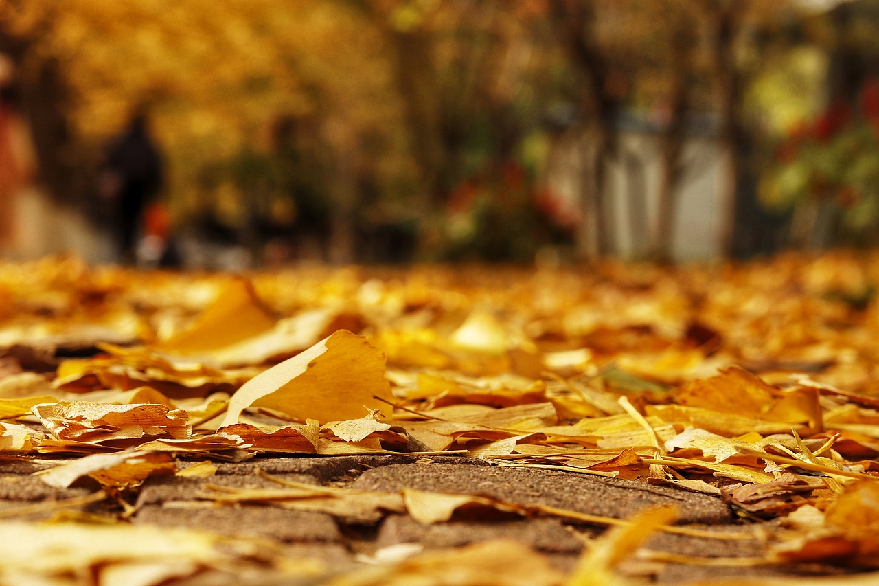 辽东学院南校区银杏大道（图ZMTgyNzQ4Mjcy） - 风光摄影 - 站酷设计师我懵懂了原创素材 - 站酷ZCOOL