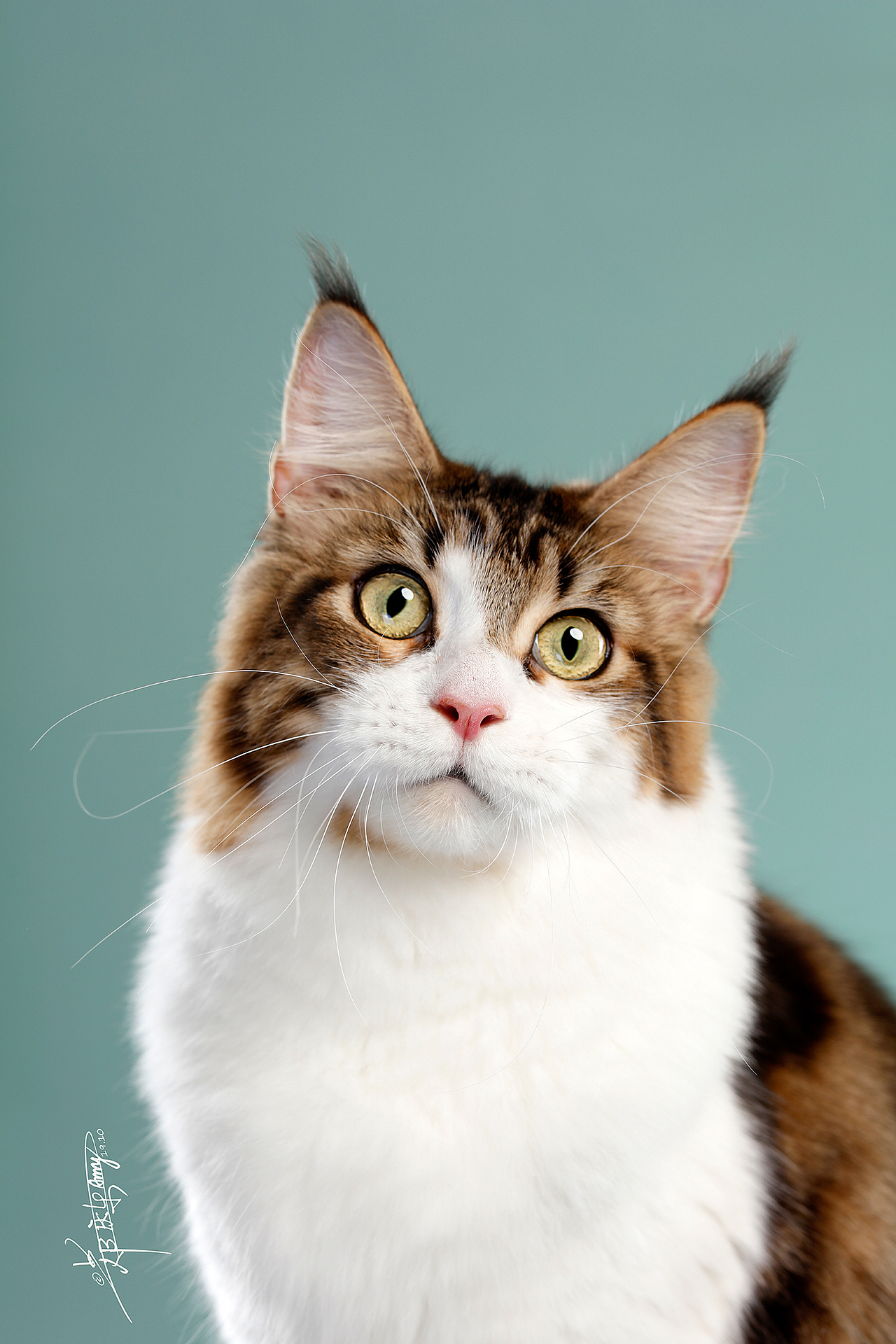 缅因库恩猫|摄影|宠物摄影|amyworks赛猫摄影_原创作品-站酷zcool
