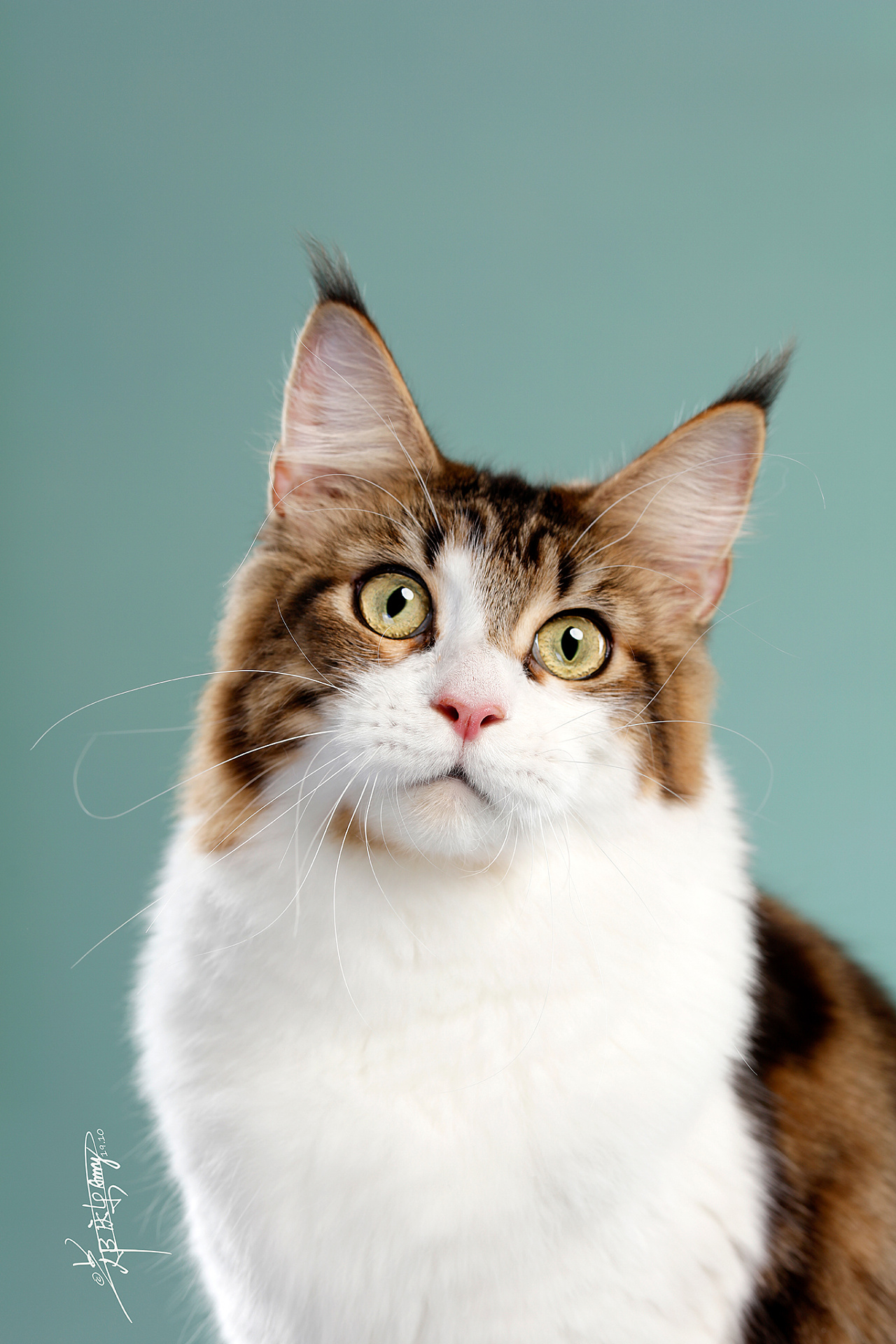 缅因库恩猫 - 原创作品 - 站酷(zcool)