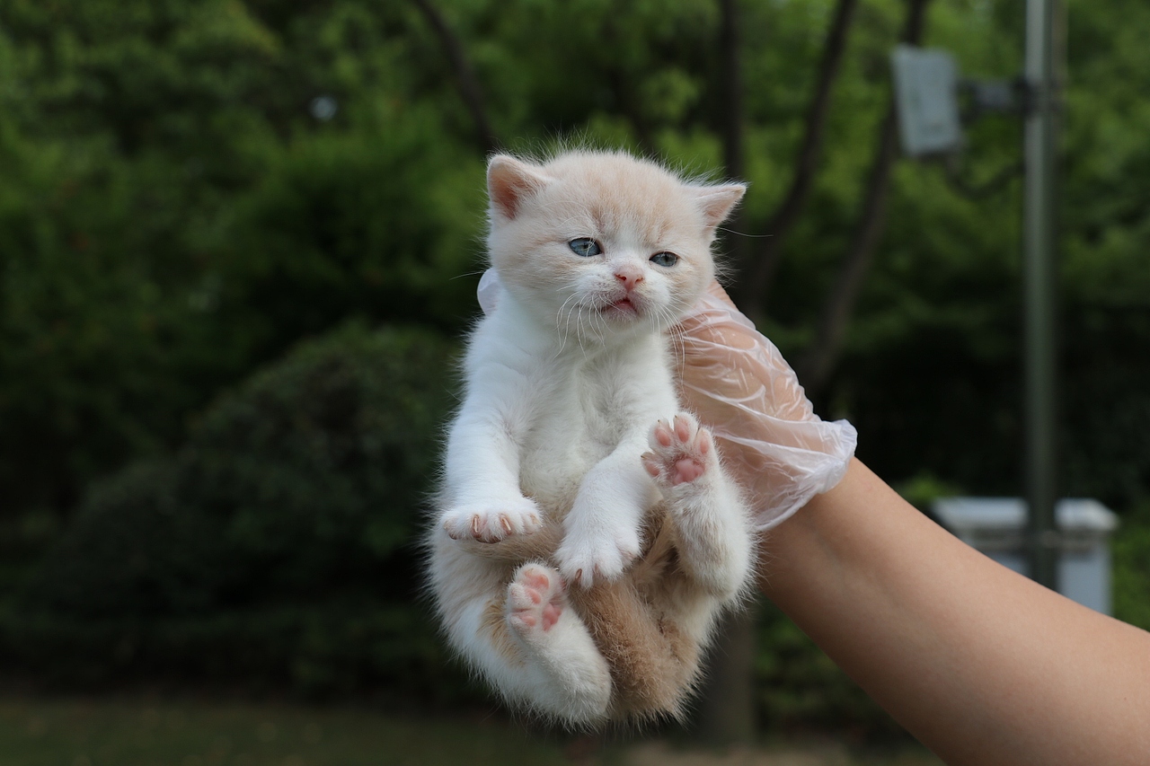 英国短毛猫 黄色 0502英短-乳白公-蛋黄-27day410g
