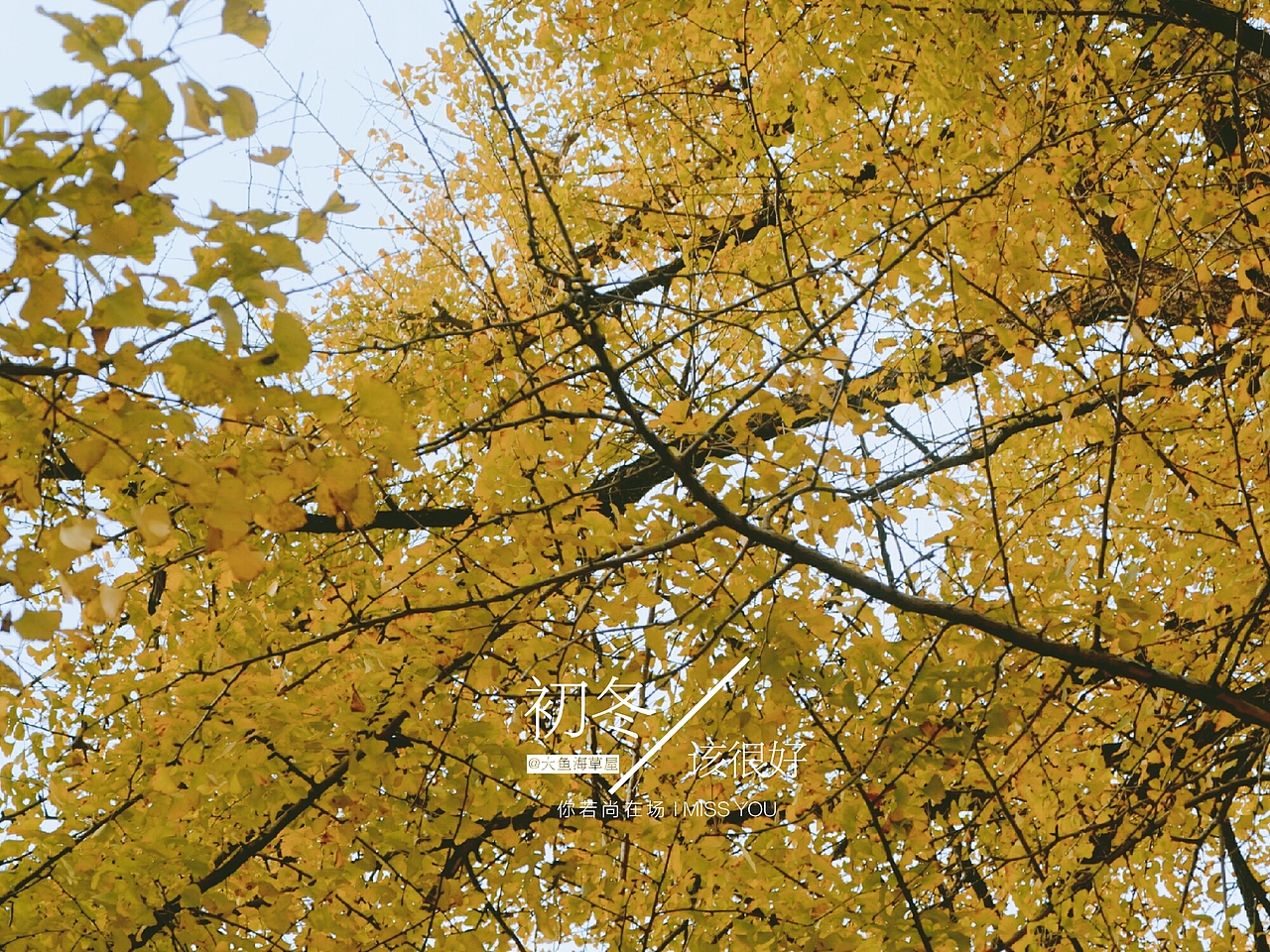 银杏（图ZOTgxNzUxOTY=） - 风光摄影 - 站酷设计师爱摄影的五花肉原创素材 - 站酷ZCOOL