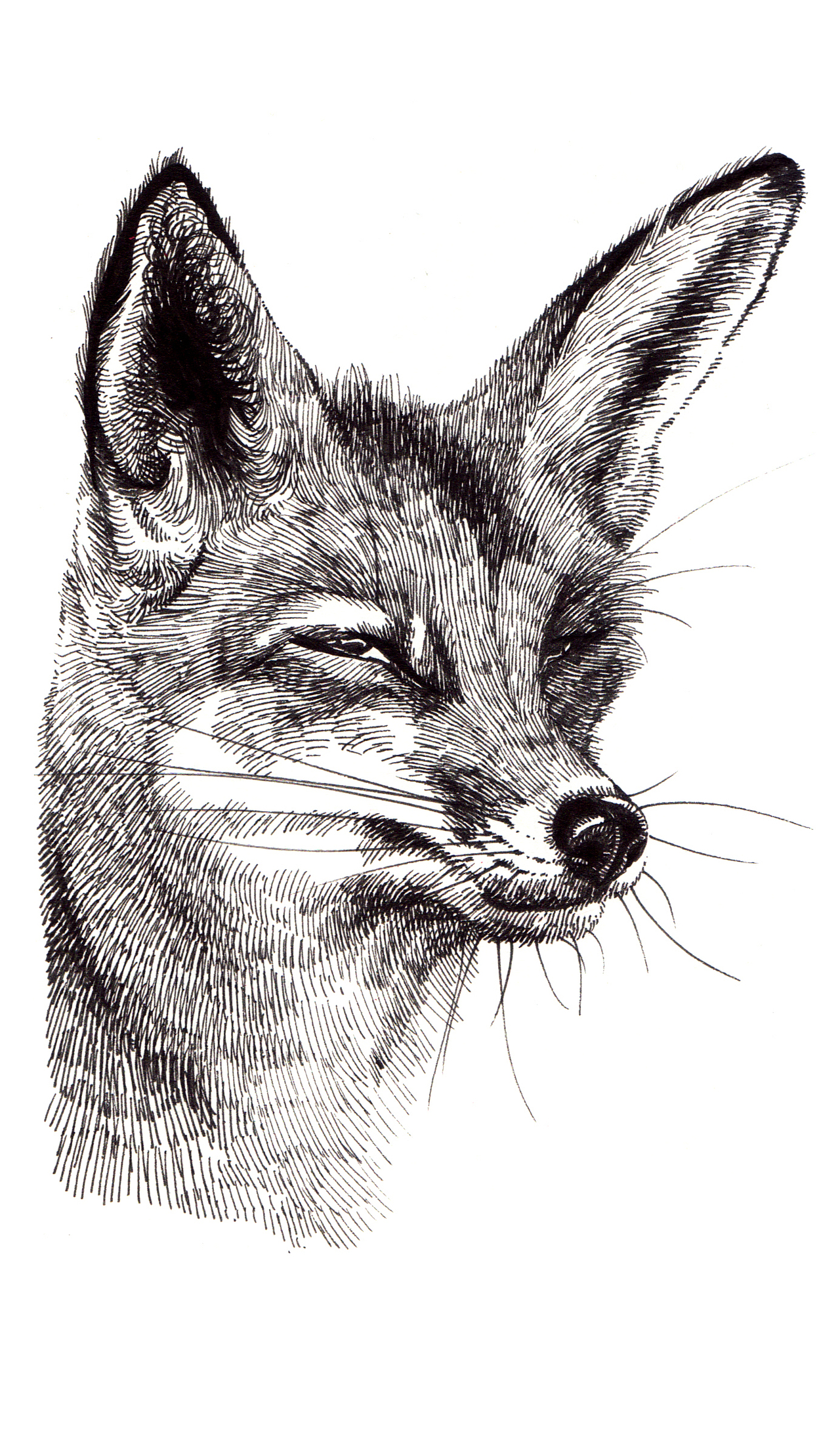 手绘动物小本本部分