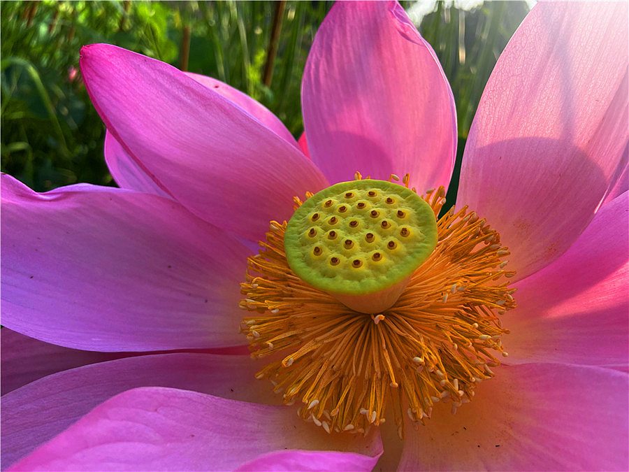 刘勇良手机纪实摄影作品：荷塘的早晨（图ZMjEzMDI5NTY0） - 人文/纪实摄影 - 站酷设计师刘勇良意创书设原创素材 - 站酷ZCOOL