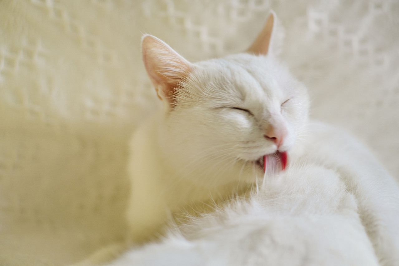 小白的周末时光