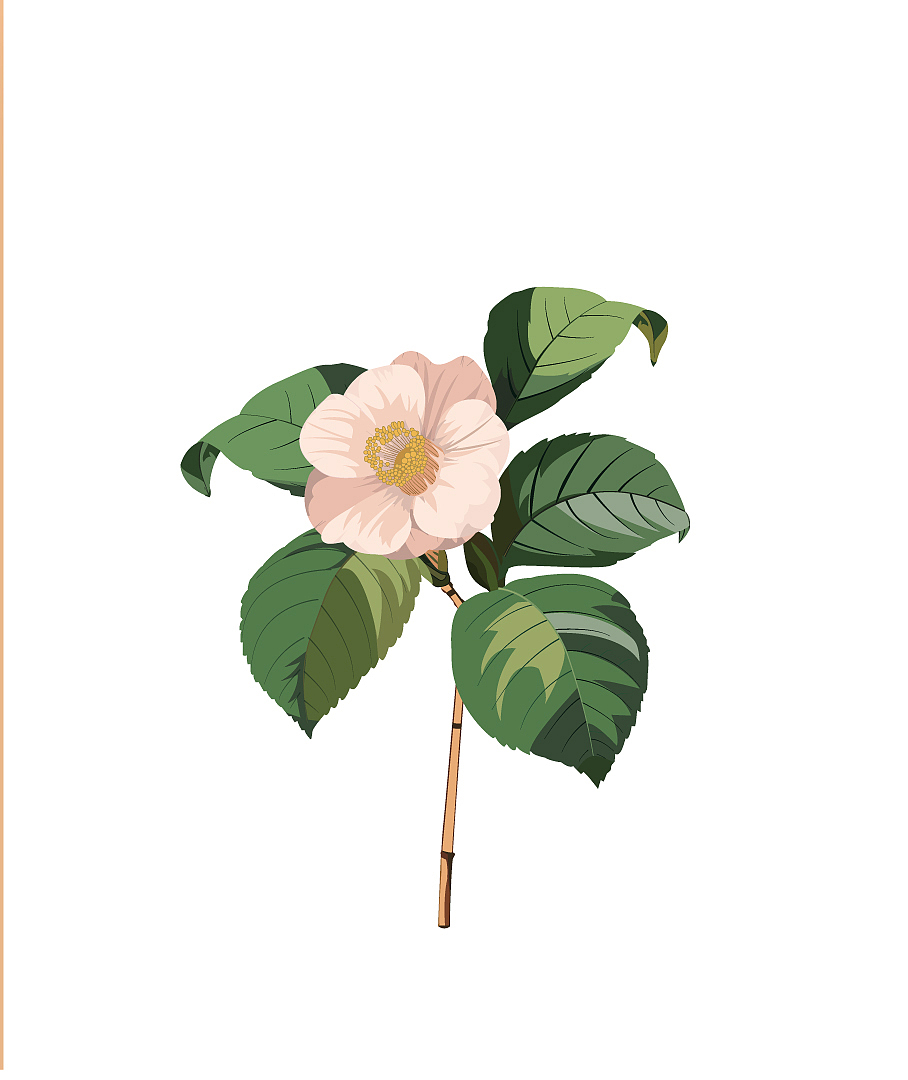 插画-花卉（图ZMTU4NjgxNDU2） - 商业插画 - 站酷设计师烤馒头的萌娃原创素材 - 站酷ZCOOL