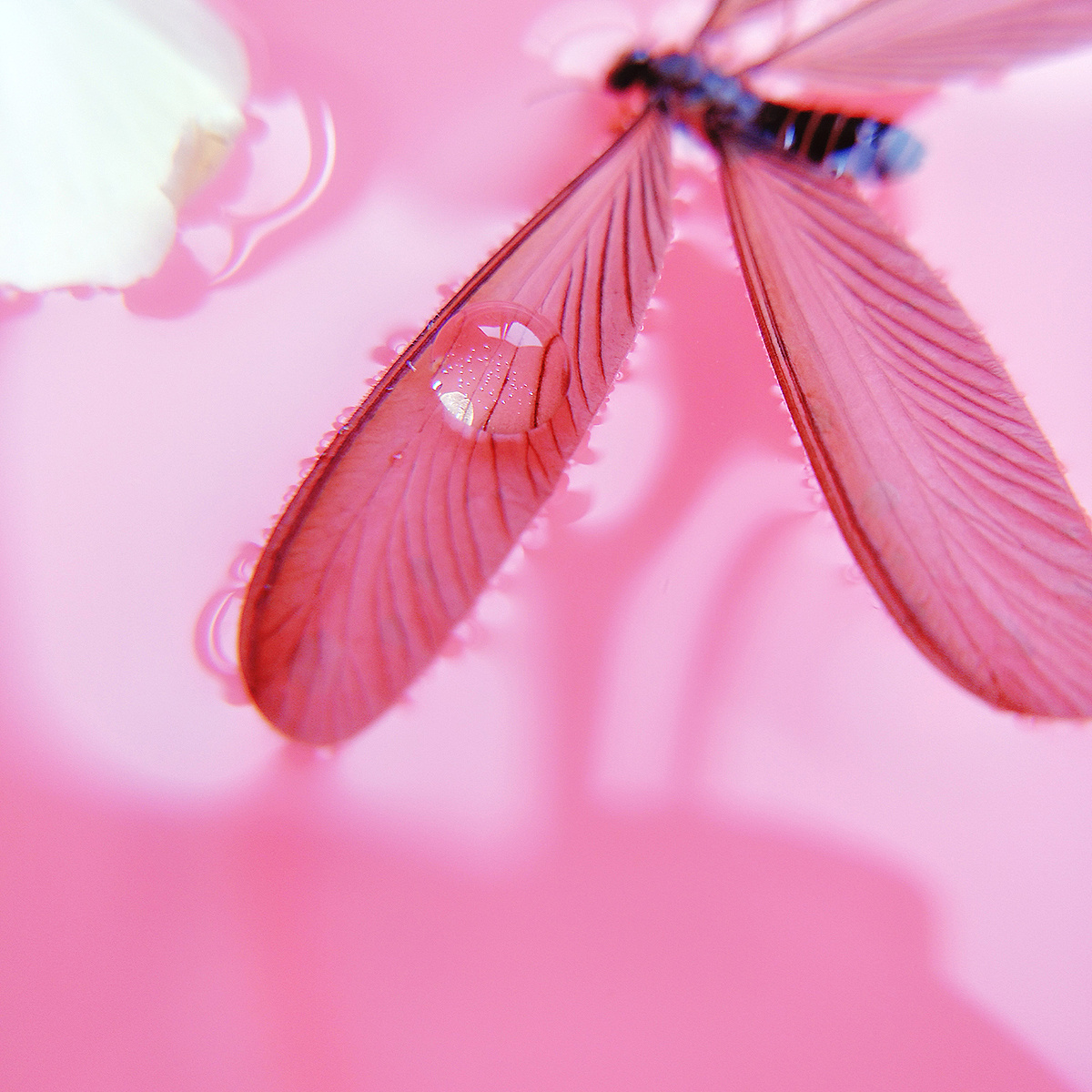 微距系列3——涨水飞蛾