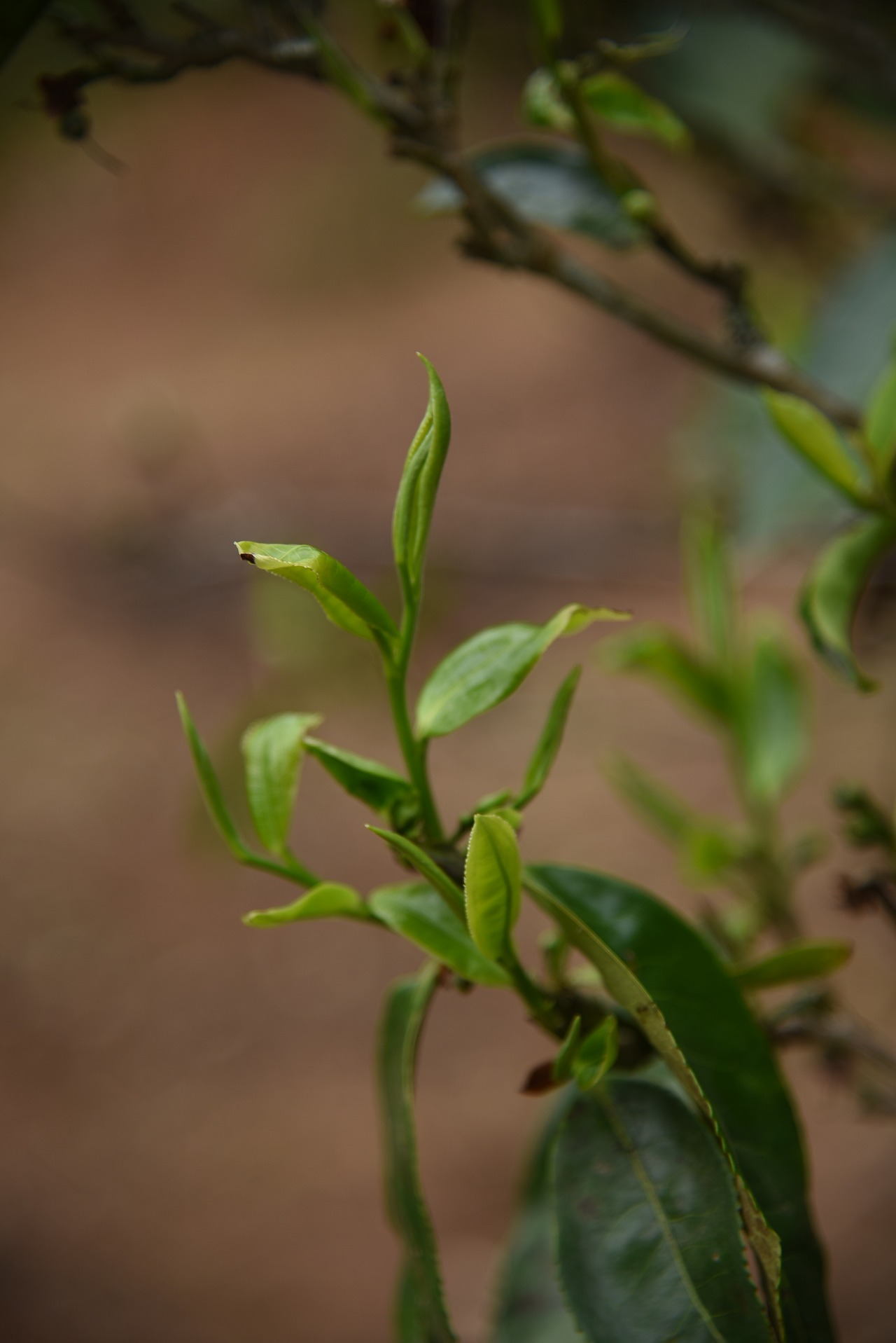 春日里的茶树发芽啦~（图ZMjkyOTg3NjU2） - 风光摄影 - 站酷设计师阿雪啦原创素材 - 站酷ZCOOL