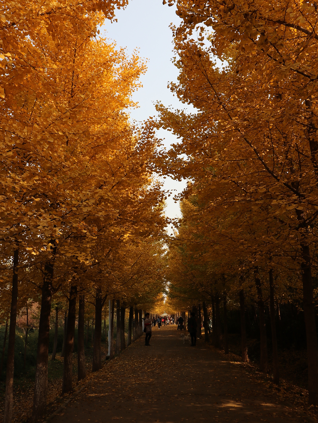 银杏林（图ZMTMzMjE2OTYw） - 风光摄影 - 站酷设计师梦醒时分sr原创素材 - 站酷ZCOOL